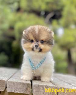 Pomeranian Boo Mini Ayicik Yavrularımız 3
