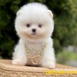 Pomeranian Boo Mini Ayiciklar 2
