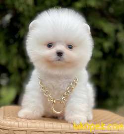 Pomeranian Boo Mini Ayiciklar 4