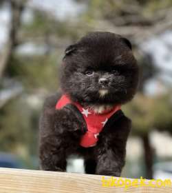 Pomeranian Boo Mini Black Ayicik Yavrumuz 4