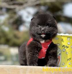 Pomeranian Boo Mini Black Ayicik Yavrumuz 1