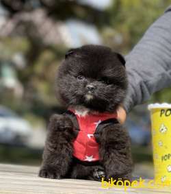 Pomeranian Boo Mini Black Ayicik Yavrumuz 2