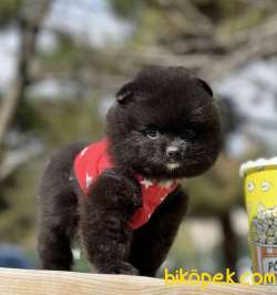 Pomeranian Boo Mini Black Ayicik Yavrumuz 3