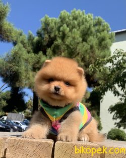 Pomeranian Boo Mini Boy Yavrularımız 2