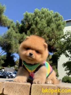 Pomeranian Boo Mini Boy Yavrularımız 1