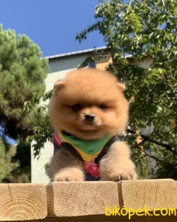 Pomeranian Boo Mini Boy Yavrularımız 3
