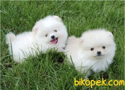 Pomeranian Boo Mini Teddy Face Yavrularımız 3