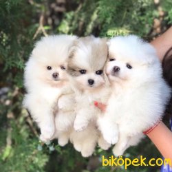 Pomeranian Boo Mini Teddy Face Yavrularımız 2