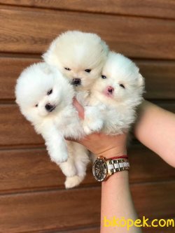 Pomeranian Boo Mini Teddy Face Yavrularımız 1