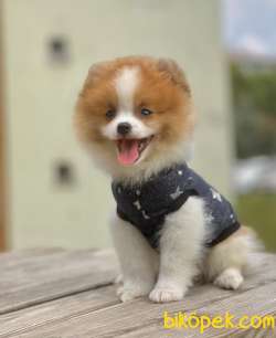 Pomeranian Boo Mini Yavrular En Uygun Garantili 3