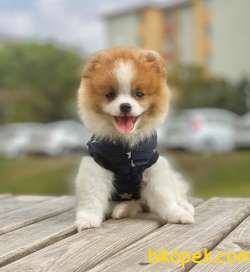 Pomeranian Boo Mini Yavrular En Uygun Garantili 2