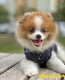Pomeranian Boo Mini Yavrular En Uygun Garantili 1