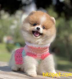 Pomeranian Boo Mini Yavrularımız 1