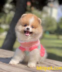 Pomeranian Boo Mini Yavrularımız 2
