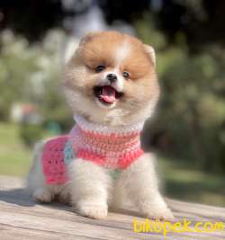 Pomeranian Boo Mini Yavrularımız 3
