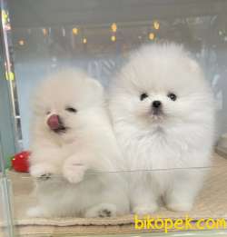Pomeranian Boo Minik Ayicik Tip Yavrularımız 3