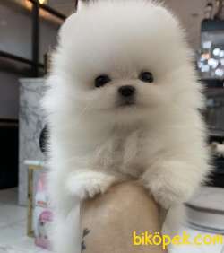 Pomeranian Boo Minik Ayicik Tip Yavrularımız 1
