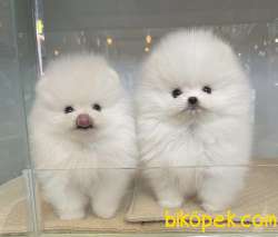 Pomeranian Boo Minik Ayicik Tip Yavrularımız 2