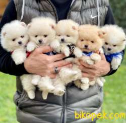 Pomeranian Boo Minik Ayicik Yavrular 1