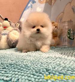 Pomeranian Boo Minik Ayicik Yavrularımız 2
