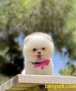 Pomeranian Boo Minik Ayiciklar 3