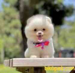 Pomeranian Boo Minik Ayiciklar 1