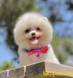 Pomeranian Boo Minik Ayiciklar 2