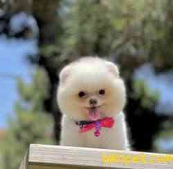 Pomeranian Boo Minik Ayiciklar 4