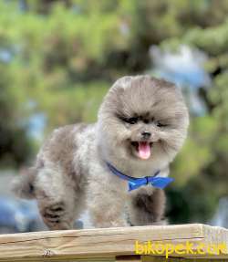 Pomeranian Boo Nadir Blue Merle Yavrumuz 5