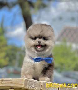 Pomeranian Boo Nadir Blue Merle Yavrumuz 2