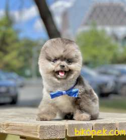 Pomeranian Boo Nadir Blue Merle Yavrumuz 4