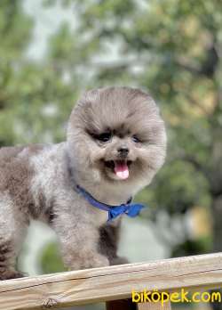 Pomeranian Boo Nadir Blue Merle Yavrumuz 1