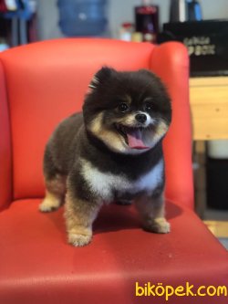 Pomeranian Boo Nadir Renk Black And Tan 2
