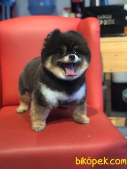 Pomeranian Boo Nadir Renk Orjinal Ayı Surat Black Tan Ü 4