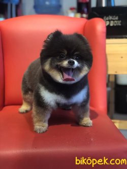 Pomeranian Boo Nadir Renk Orjinal Ayı Surat Black Tan Ü 2