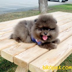 Pomeranian Boo Nadir Silver Merle Ayicik Renk Yavrularımız 1