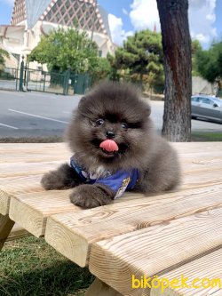Pomeranian Boo Nadir Silver Merle Ayicik Renk Yavrularımız 3