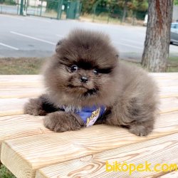 Pomeranian Boo Nadir Silver Merle Ayicik Renk Yavrularımız 2