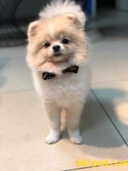 Pomeranian Boo Oğlumuz 1