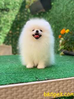 Pomeranian Boo Oğlumuz 3
