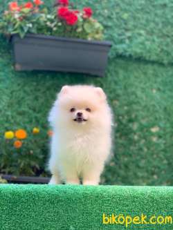 Pomeranian Boo Oğlumuz 4