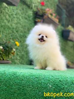 Pomeranian Boo Oğlumuz 2