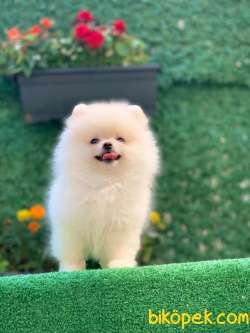 Pomeranian Boo Oğlumuz 1