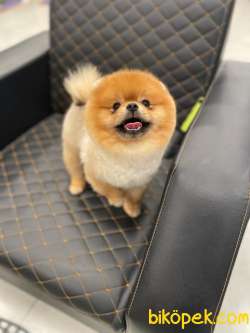 Pomeranian Boo Oğlumuz Hazır 2
