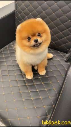 Pomeranian Boo Oğlumuz Hazır 1
