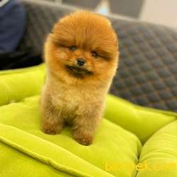 Pomeranian Boo Oğlumuz Jack 3