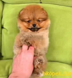 Pomeranian Boo Oğlumuz Jack 2