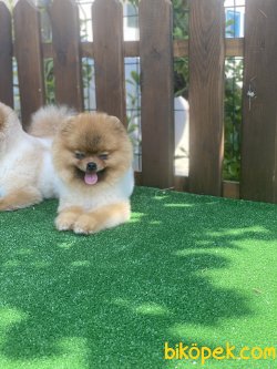 Pomeranian Boo Orjinal Teddy Bear Ayıcık Surat 1