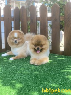 Pomeranian Boo Orjinal Teddy Bear Ayıcık Surat 3