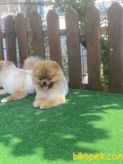 Pomeranian Boo Orjinal Teddy Bear Ayıcık Surat 2